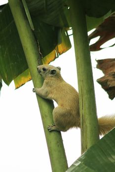 Squirrel on a banana tree