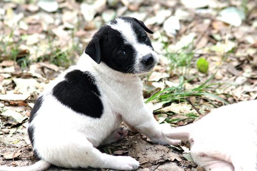 The look of white puppies black spots