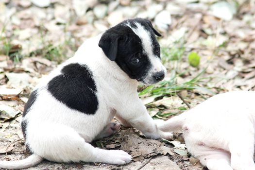 The look of white puppies black spots