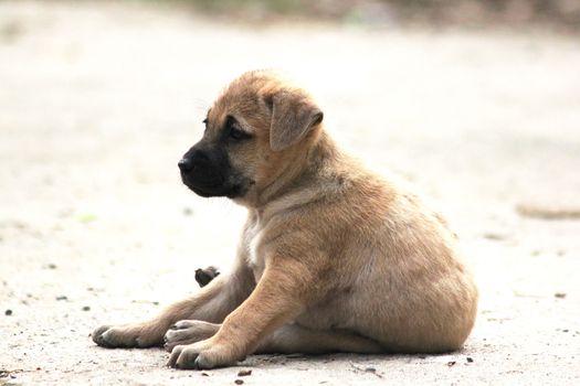 Brown puppy sitting on the floor.