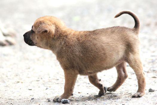 A small brown puppy was walking