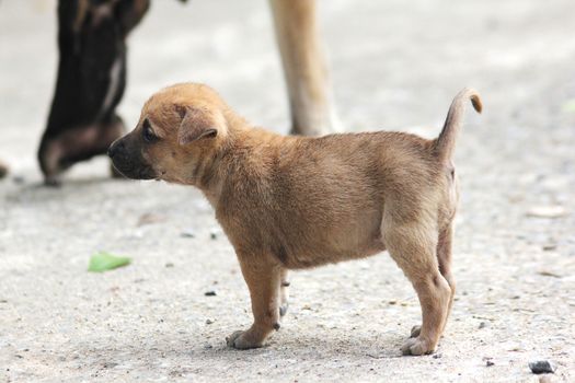 A small brown puppy was walking