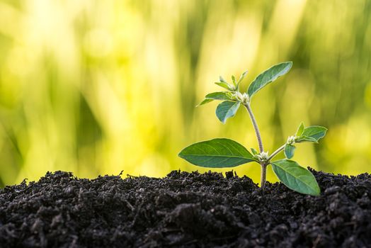 green sprout growing from soil on green natural background