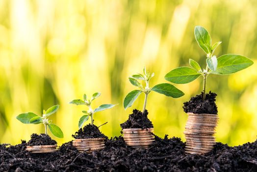 growing stack of dollars money coin on top with sprout with green natural background