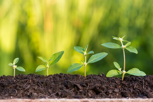 green sprout growing from soil on green natural background