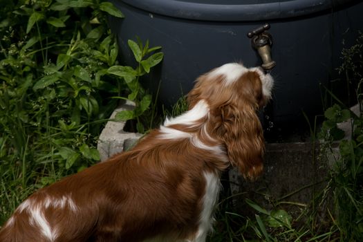 A young dog, a puppy of the Cavalier King Charles Spaniel breed, drinks water pouring out from the spout of a tap on a rain barrel.