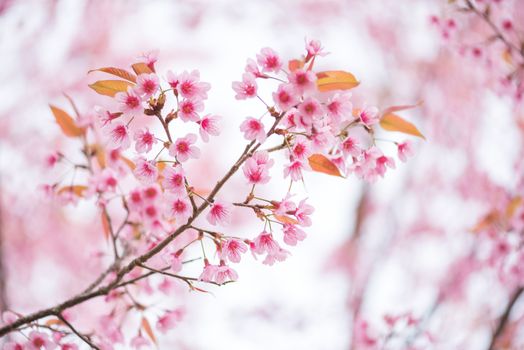beautiful branch of pink flower wild himalayan cherry flower (Prunus cerasoides)
