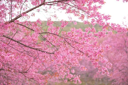 beautiful branch of pink flower wild himalayan cherry flower (Prunus cerasoides) , Thai Cherry Blossom