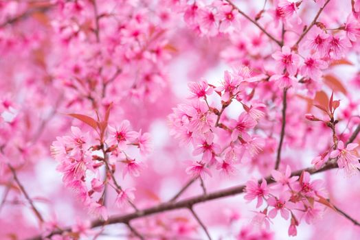 beautiful pink flower wild himalayan cherry flower (Prunus cerasoides) , Thai Cherry Blossom