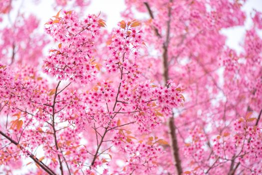 beautiful pink flower wild himalayan cherry flower (Prunus cerasoides) , Thai Cherry Blossom