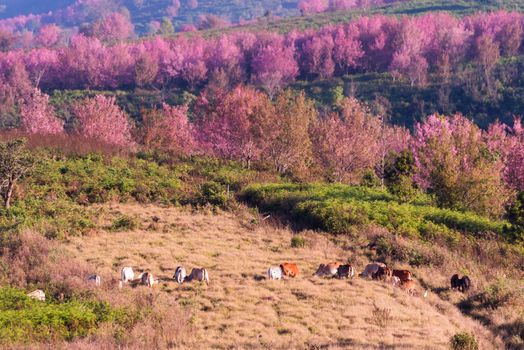 beautiful landscape view of pink flower wild himalayan cherry flower field (Prunus cerasoides) , Thai Cherry Blossom
