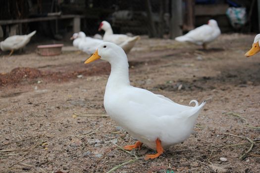 Call Duck in the farm is walking , Duck that is small and beautiful