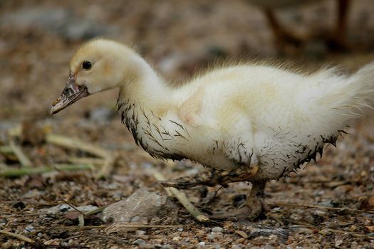 duckling in the farm walking Hairy smearing mud on the body.