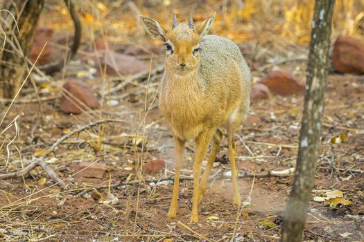 A Dik dik antelope in the Waterberg Plateau National Park in Namibia, Africa.