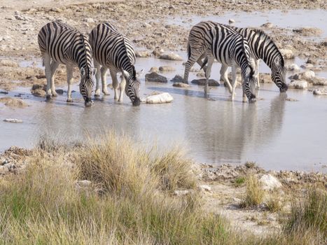 Zebras drinking at a waterhole in the Etosha National Park in Namibia in Africa.