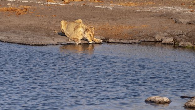 Lioness drinking at a waterhole in the Etosha National Park in Namibia in Africa.