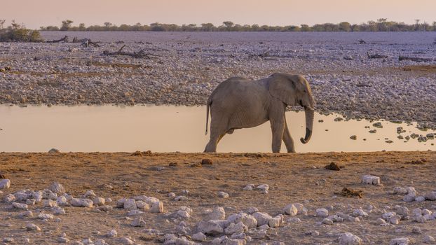 Elephant approaching a waterhole in the Etosha National Park in Namibia in Africa.