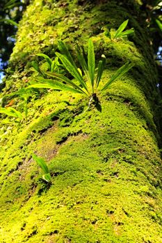 Moss green on the tree trunk In the fertile forest