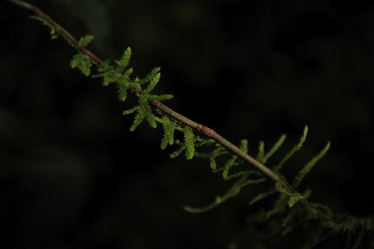 Some light shines on the leaves.