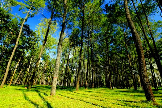 Sunlight shining many pine trees