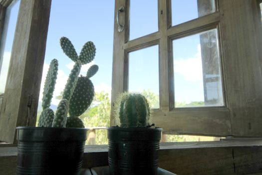 The cactus in the pot was placed by the window.