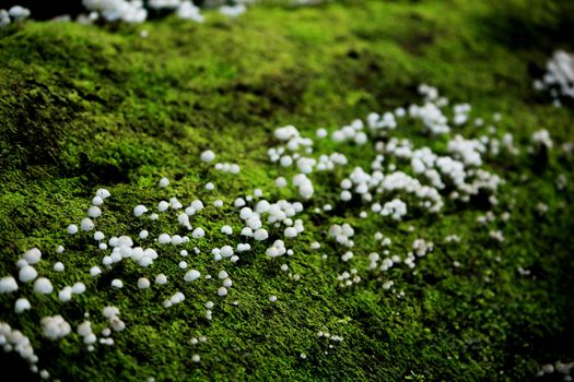 Moss green on the tree trunk In the fertile forest