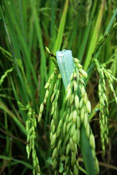 Water drops on rice leaves. The greenery is waiting for harvest.