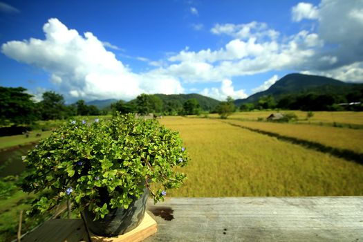 Wooden balconies and views of the vast rice fields