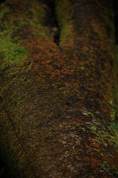 Moss green on the tree trunk In the fertile forest