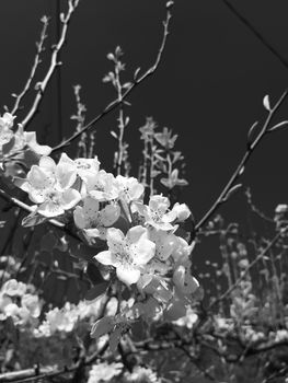 Genova, Italy - 06/22/2020: Beautiful floral spring abstract background of nature. Branches of blossoming apricot macro with soft focus on gentle light blue sky background.