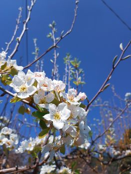 Genova, Italy - 06/22/2020: Beautiful floral spring abstract background of nature. Branches of blossoming apricot macro with soft focus on gentle light blue sky background.