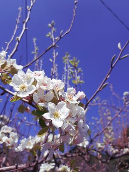 Genova, Italy - 06/22/2020: Beautiful floral spring abstract background of nature. Branches of blossoming apricot macro with soft focus on gentle light blue sky background.