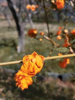 Genova, Italy - 06/22/2020: Beautiful floral spring abstract background of nature. Branches of blossoming apricot macro with soft focus on gentle light blue sky background.