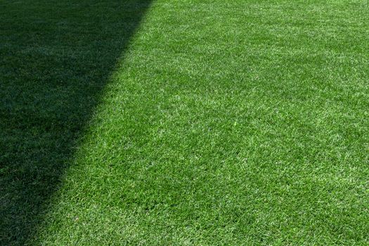 Texture of grass field with lateral shadow, for your backgrounds.
