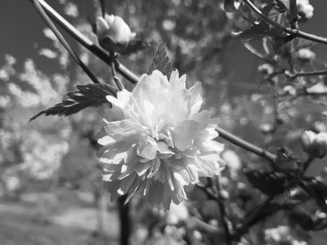 Genova, Italy - 06/22/2020: Beautiful floral spring abstract background of nature. Branches of blossoming apricot macro with soft focus on gentle light blue sky background.