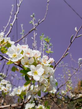 Genova, Italy - 06/22/2020: Beautiful floral spring abstract background of nature. Branches of blossoming apricot macro with soft focus on gentle light blue sky background.