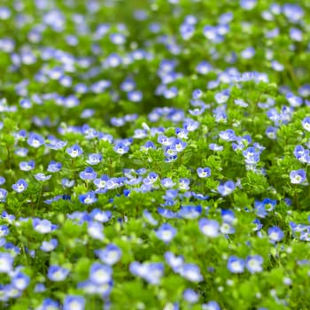 Blue small wildflowers. Fresh small light blue flowers (forget-me-not) at the daylight. Small soft blue veronica persica flowers grow in spring outdoors.