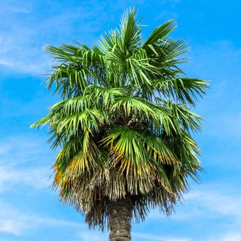 Green palm tree on blue sky background