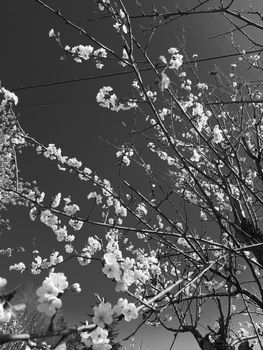 Genova, Italy - 06/22/2020: Beautiful floral spring abstract background of nature. Branches of blossoming apricot macro with soft focus on gentle light blue sky background.