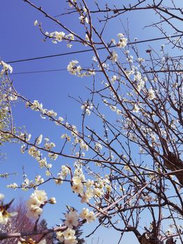 Genova, Italy - 06/22/2020: Beautiful floral spring abstract background of nature. Branches of blossoming apricot macro with soft focus on gentle light blue sky background.