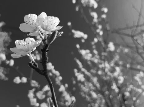 Genova, Italy - 06/22/2020: Beautiful floral spring abstract background of nature. Branches of blossoming apricot macro with soft focus on gentle light blue sky background.