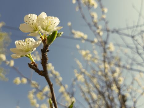 Genova, Italy - 06/22/2020: Beautiful floral spring abstract background of nature. Branches of blossoming apricot macro with soft focus on gentle light blue sky background.