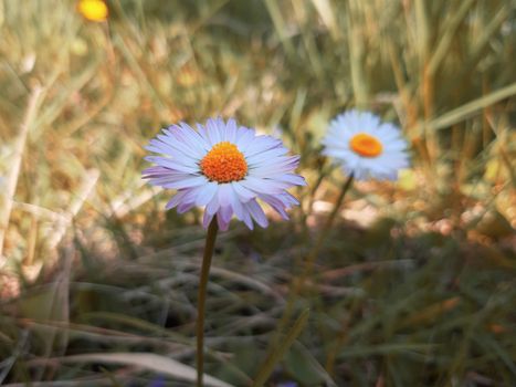 Genova, Italy - 06/22/2020: Beautiful floral spring abstract background of nature. Branches of blossoming apricot macro with soft focus on gentle light blue sky background.