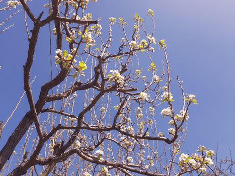 Genova, Italy - 06/22/2020: Beautiful floral spring abstract background of nature. Branches of blossoming apricot macro with soft focus on gentle light blue sky background.