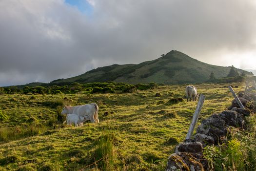Walk on the Azores archipelago. Discovery of the island of Pico, Azores. Portugal. Madalena