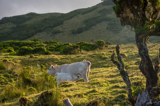 Walk on the Azores archipelago. Discovery of the island of Pico, Azores. Portugal. Madalena