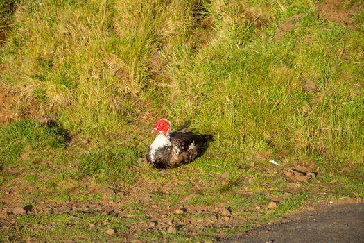 Walk on the Azores archipelago. Discovery of the island of Pico, Azores. Portugal. Madalena