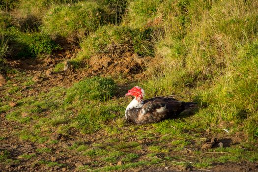 Walk on the Azores archipelago. Discovery of the island of Pico, Azores. Portugal. Madalena