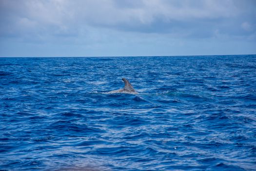 Walk on the Azores archipelago. Discovery of the island of Pico, Azores. Portugal. Madalena