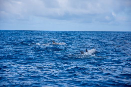 Walk on the Azores archipelago. Discovery of the island of Pico, Azores. Portugal. Madalena